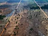Door mens verwoeste tropische bossen herstellen zich verrassend snel