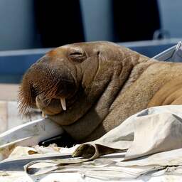 Walrus Freya gedood omdat mensen het dier niet met rust lieten