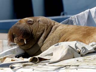 Walrus Freya gedood omdat mensen het dier niet met rust lieten