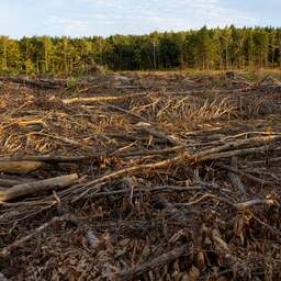 Nederland is Europees koploper in import van goederen met risico op ontbossing