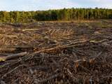 Nederland is Europees koploper in import van goederen met risico op ontbossing