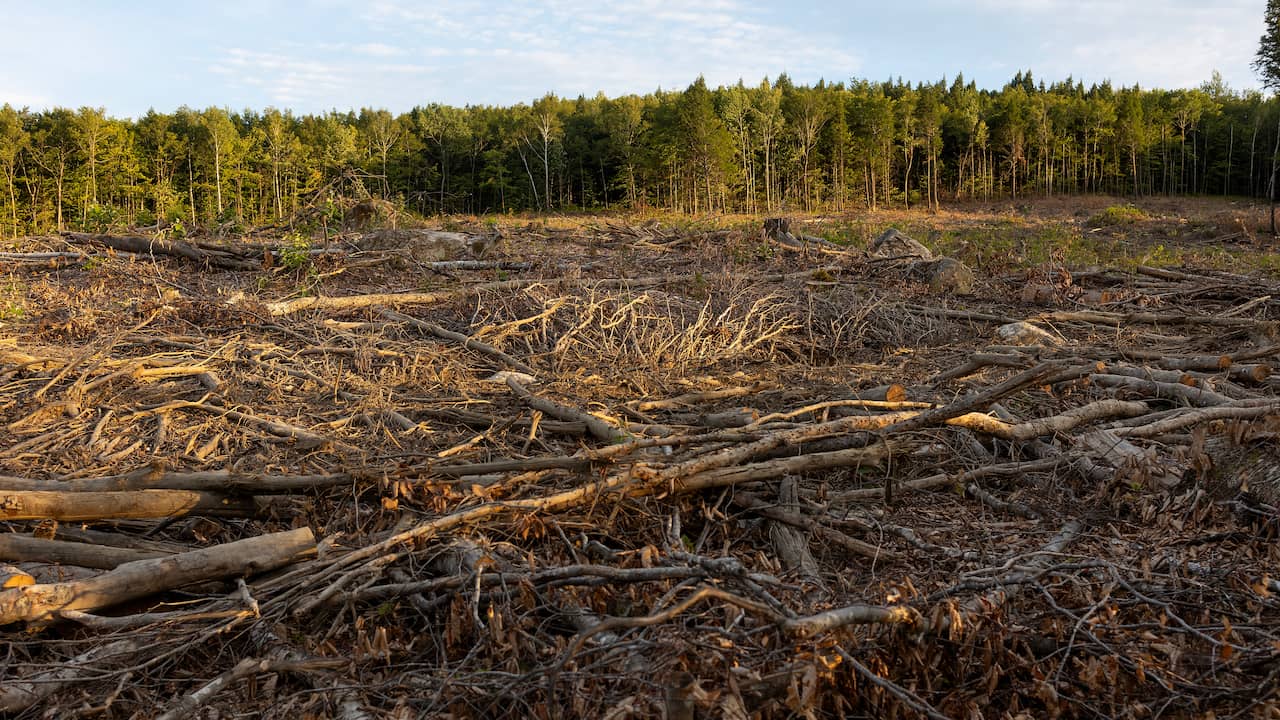 Belanda adalah pemimpin Eropa dalam mengimpor barang-barang yang berisiko terkena deforestasi ke dalam perekonomian
