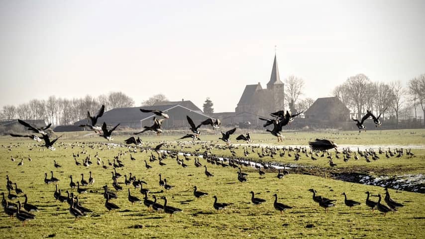 Provincie Noord-Holland mag ganzen blijven afschieten van Raad van State