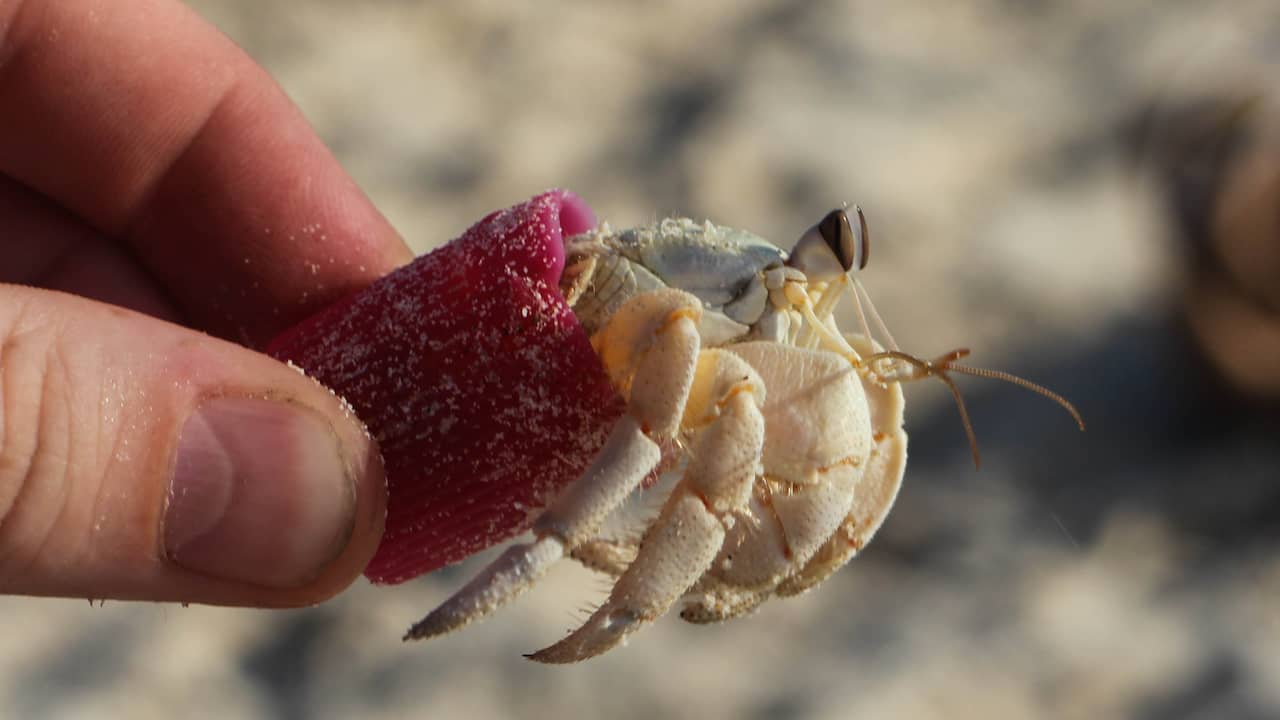 Hermit crabs use our plastic waste as artificial shell  the animals