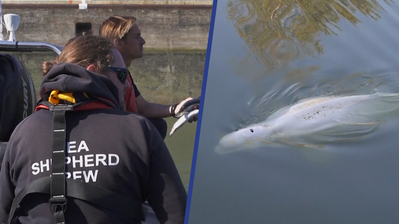 Beeld uit video: Dierenactivisten proberen beloega in Seine te voeren