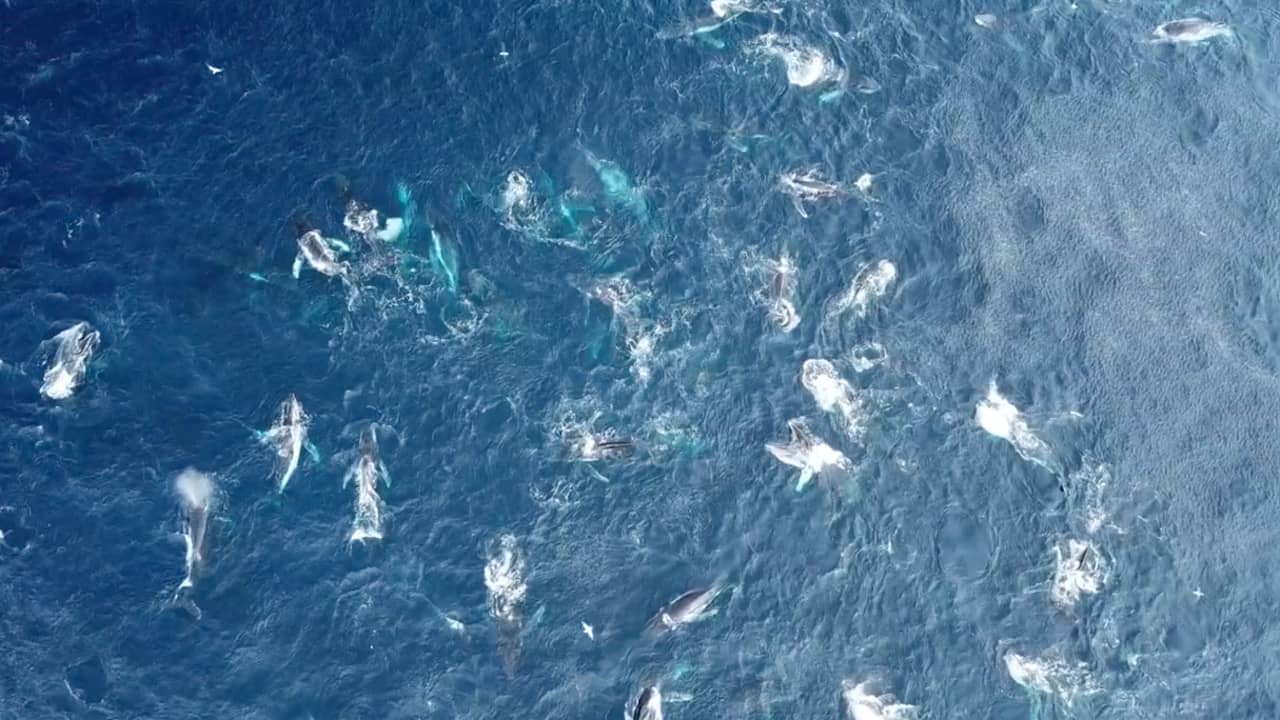 Beeld uit video: Groep van 150 voedende bultruggen gefilmd voor Australische kust