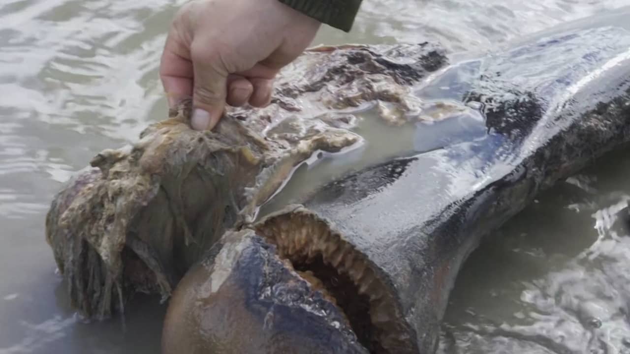 Beeld uit video: Russen vinden goed bewaard mammoetskelet in Siberisch meer