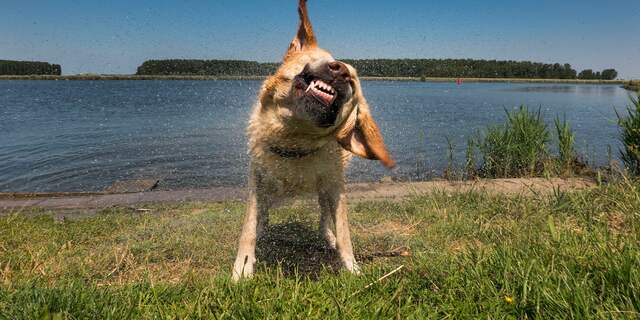Man wordt sloot ingetrokken door honden van bekende in Goes