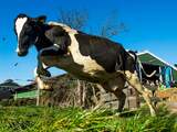 Het aantal koeien dat in de wei stond, groeide met tienduizend stuks. Doordat het aantal koeien dat op stal wordt gehouden met vijftigduizend dieren groeide, is het percentage weidegang iets gedaald.


