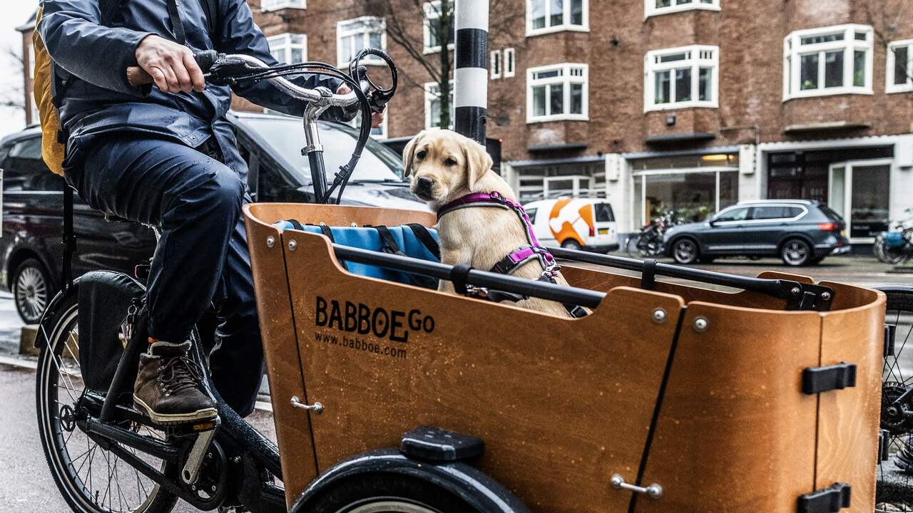 Babboe Cargo Bike Reports Double in Two Days, Law Firm Birkway Launches Reporting Center