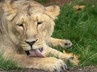 Tientallen zeldzame Perzische leeuwen sterven binnen drie weken in India