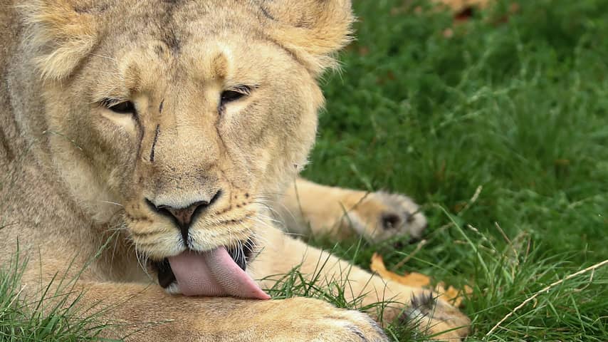 Tientallen zeldzame Perzische leeuwen sterven binnen drie weken in India