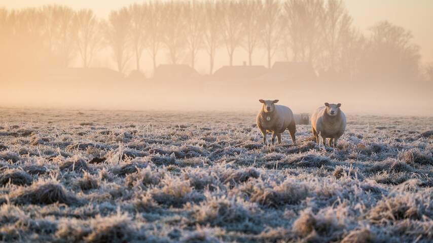 Schapen in een koud weiland