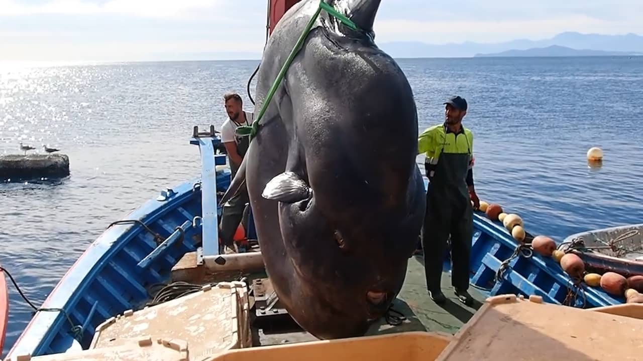 Spaanse vissers vangen enorme maanvis van 2.000 kilo