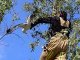 Hulpdiensten redden vastzittende meeuw uit boom in Den Haag