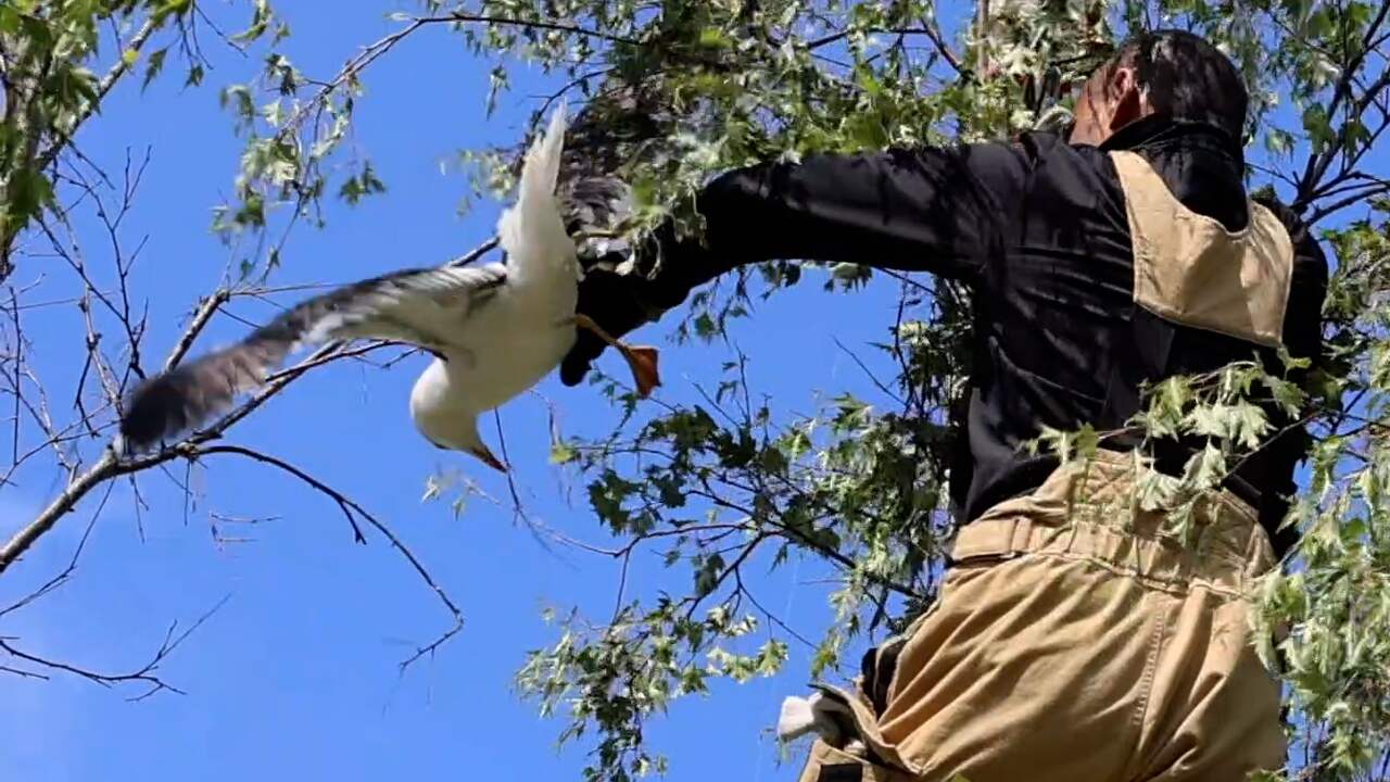 Beeld uit video: Hulpdiensten redden vastzittende meeuw uit boom in Den Haag