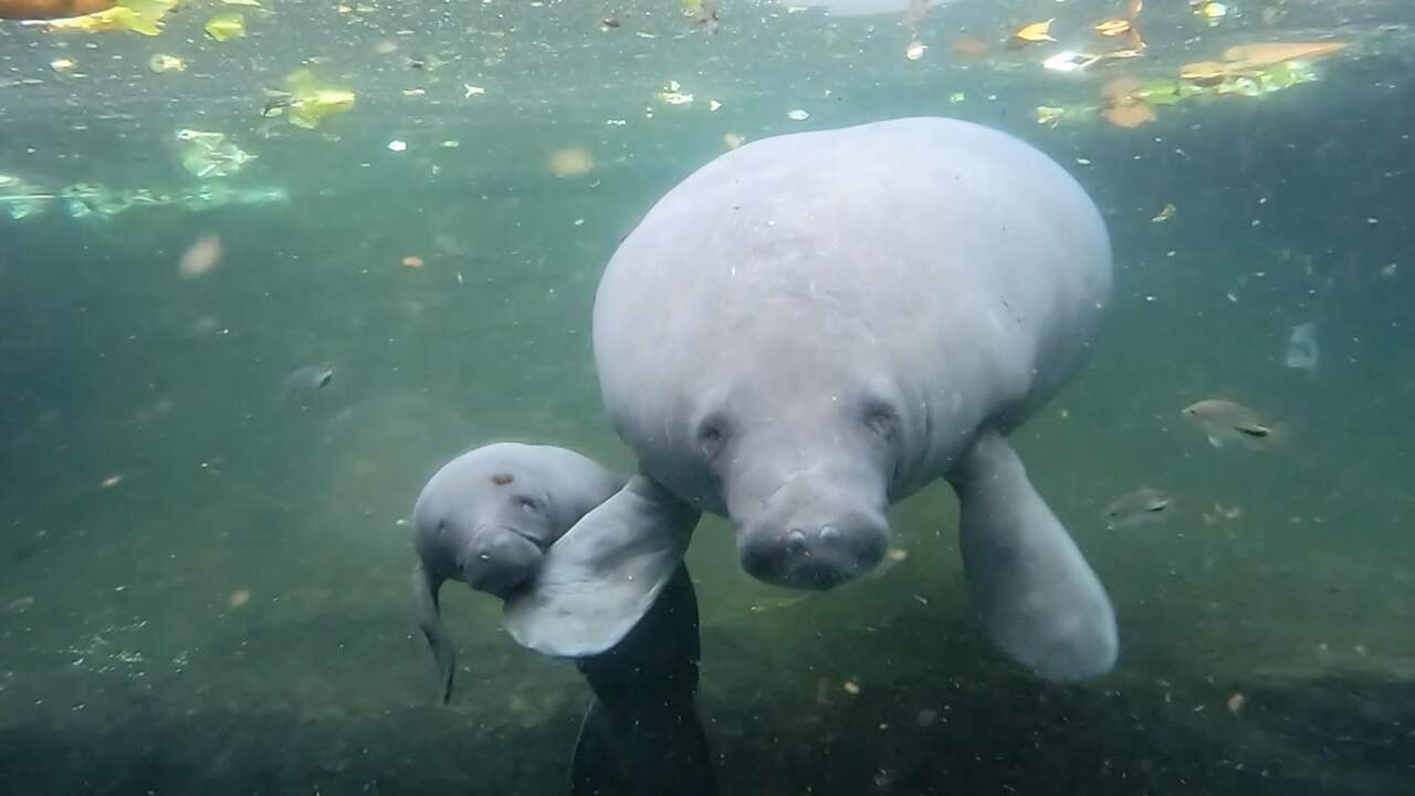 Beeld uit video: Dierenverzorger filmt geboorte van zeekoe in Burgers' Zoo