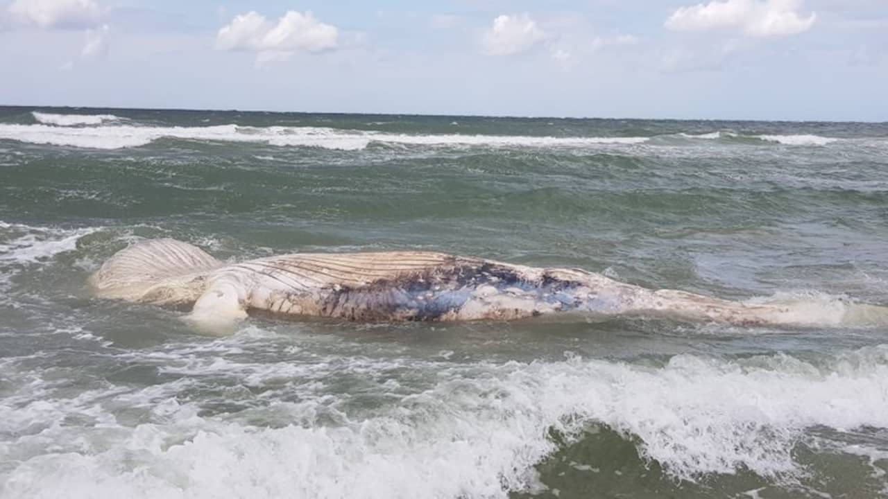 Huge Decomposing Humpback Whale Washes Ashore in Zeeland, Netherlands