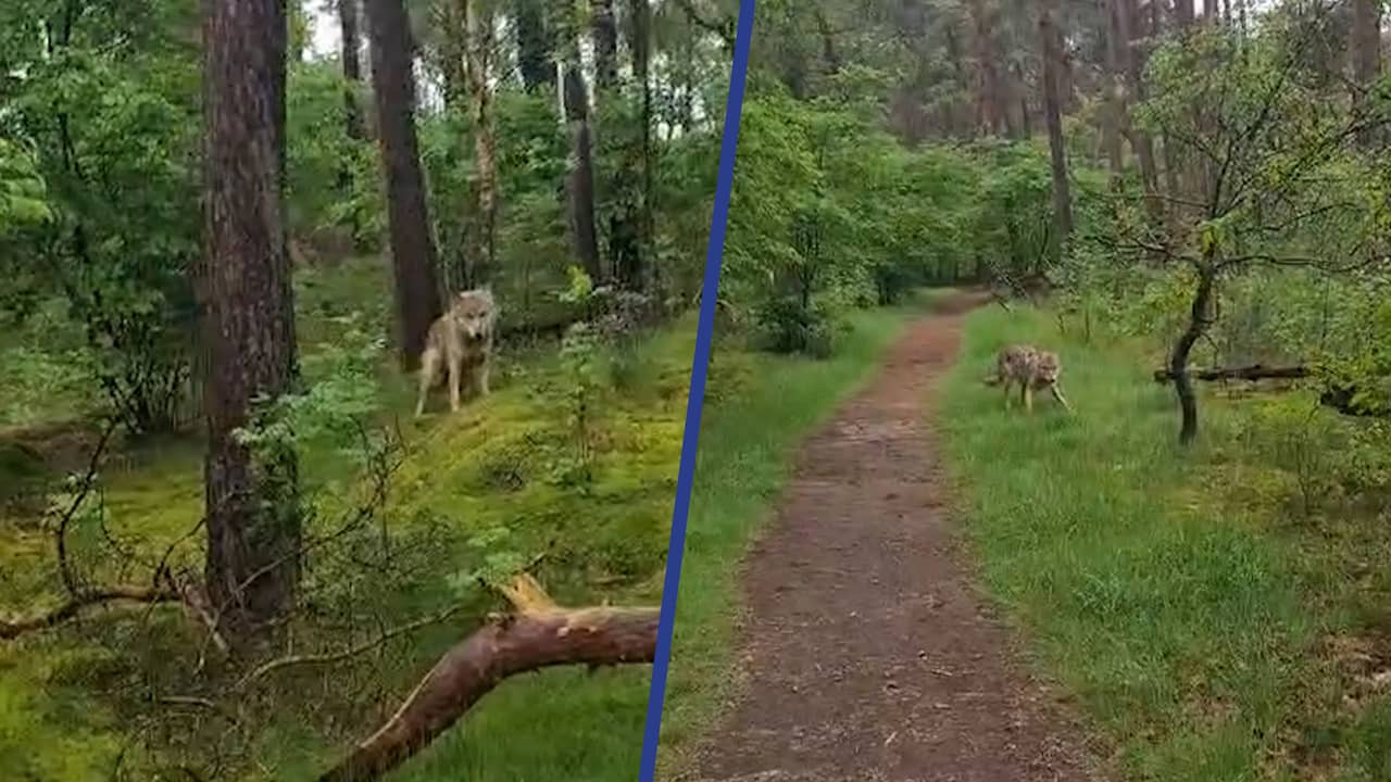 Beeld uit video: Bewoner Gelders dorp komt wolf tegen als hij zijn hond uitlaat