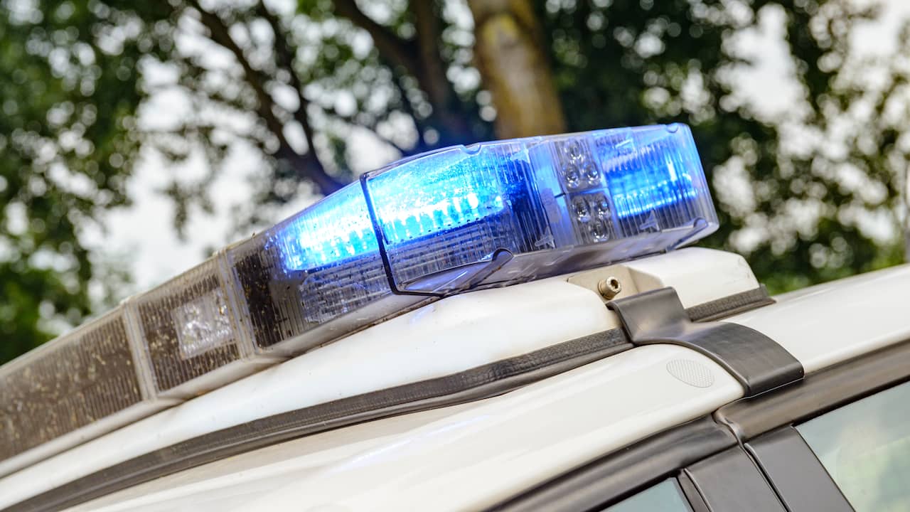 Four Dogs Attack and Kill Another Dog in Amstelveen: Owner Arrested