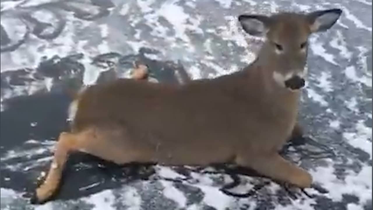 Canadese schaatser sleept herten over het ijs om ze te redden