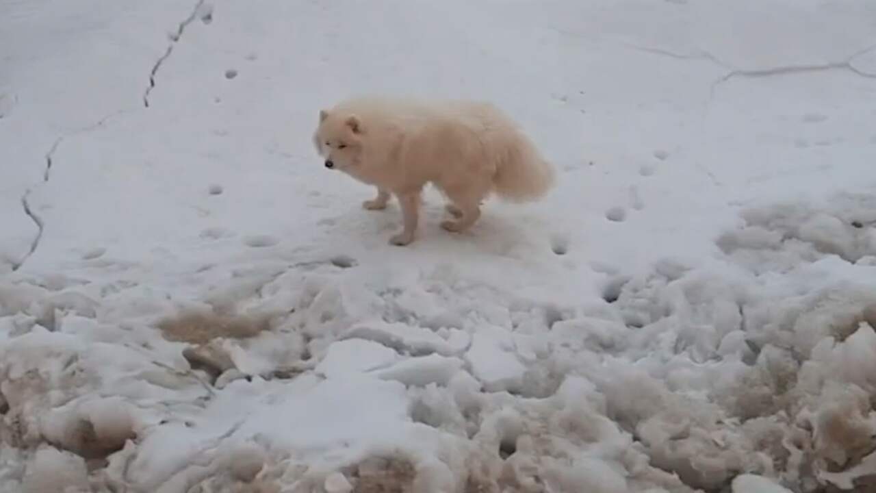 Beeld uit video: IJsbreker redt vermiste hond van ijsplaat in Rusland