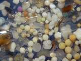 Plasticdeeltjes in water uit de Rijn,42 keer vergroot.  