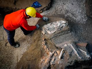 Restanten van paard met zadel en harnas uitgegraven in Pompeï