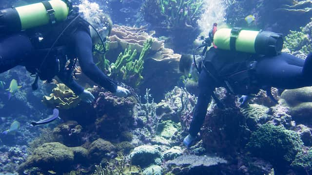 Duikers plaatsen koralen in Burgers' Zoo tegen uitsterving