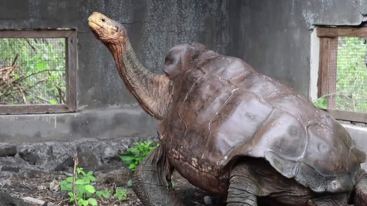 Beeld uit video: Bijna uitgestorven reuzenschildpadden losgelaten in Ecuador