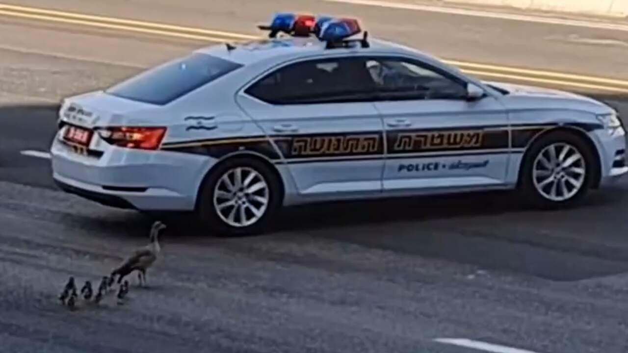 Beeld uit video: Israëlische politie helpt eend met kroost snelweg over te steken