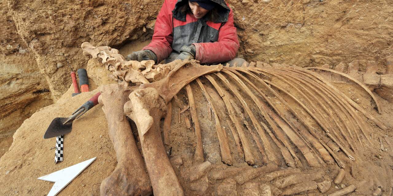 Archeologen ontdekken 3.000 jaar oud gedecoreerd paardengraf in Sudan