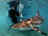 Haaienonderzoeker: 'Als je gepaste afstand houdt, is er niets aan de hand'