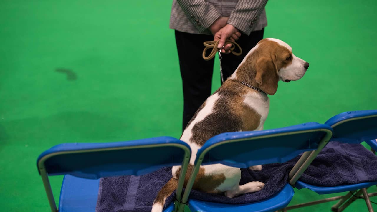 Police Can Not Do Anything With A Video Of Bitching Dogshow Eindhoven