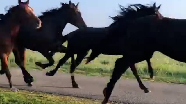 Wandelaar filmt 25 ontsnapte paarden in Utrechtse polder