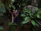 Ontbossing van Amazoneregenwoud bereikt hoogste punt in twaalf jaar