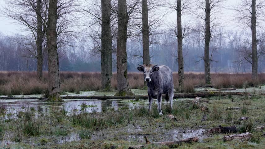 Koe in de natuur