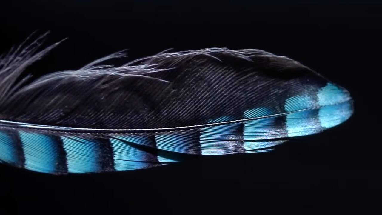 Jack Poels - Blauwe Vear