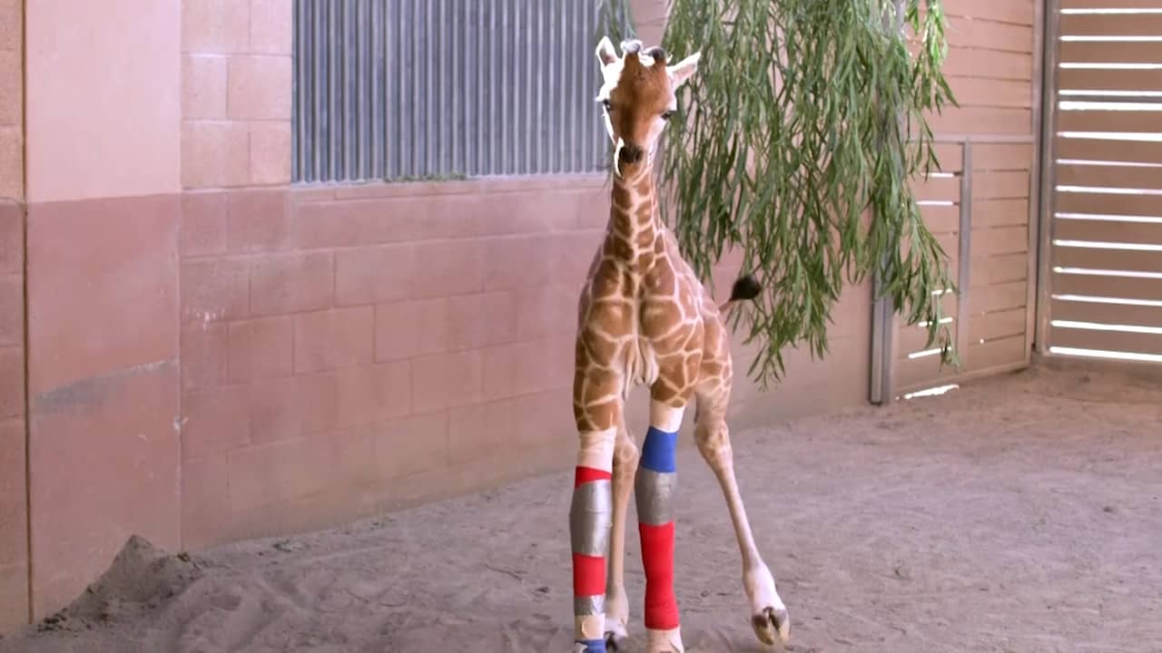 Beeld uit video: Girafje in VS krijgt braces om voorpoten vanwege afwijking