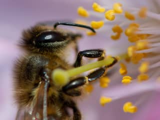Middelburg-Zuid krijgt bloemenweide voor wilde bijen