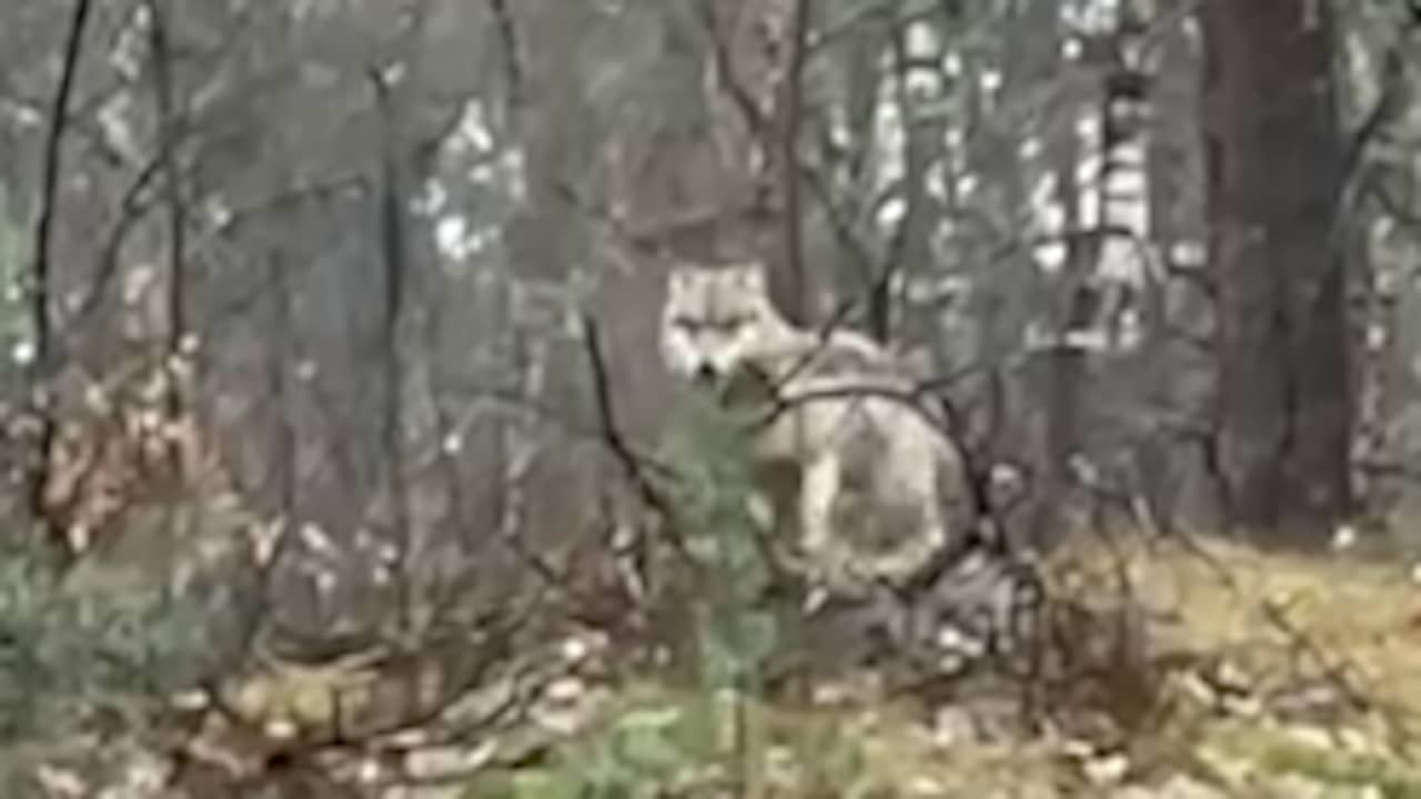 Wandelaars Staan Oog In Oog Met Wolf In Harderwijks Bos Nu Nl