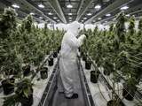 Sigarettenfabrikant van Marlboro steekt miljard in cannabisbedrijf
