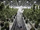 Canadese cannabisproducent Canopy gaat wiet kweken in Europa