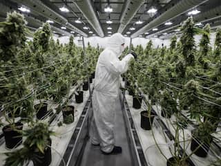 Canadese cannabisproducent Canopy gaat wiet kweken in Europa