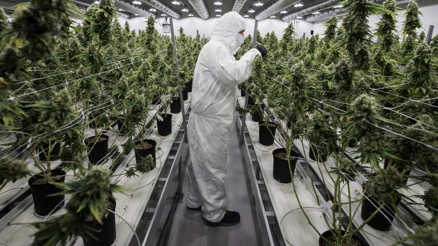 Canadese cannabisproducent Canopy gaat wiet kweken in Europa