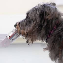 Honden ruiken wanneer mensen gestrest zijn volgens nieuwe studie
