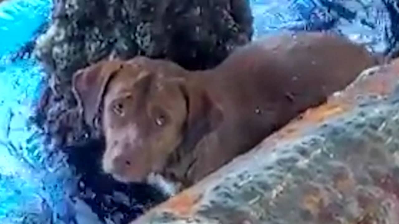 Beeld uit video: Olieboorders redden ver van de Thaise kust een hond uit zee