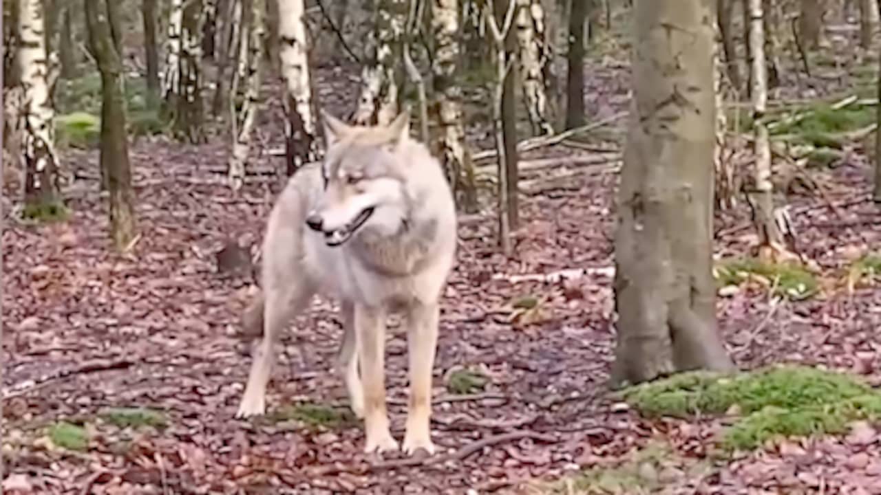 Nieuwsgierige Wolf Neemt Een Kijkje Bij Langsrijdende Auto Op Veluwe