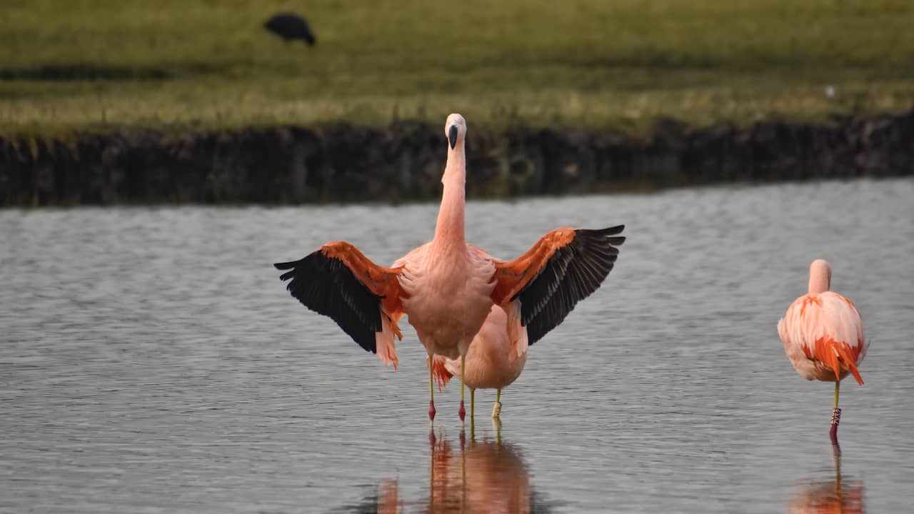 Beeld uit video: Kolonie flamingo's neergestreken in natuurgebied bij Pijnacker