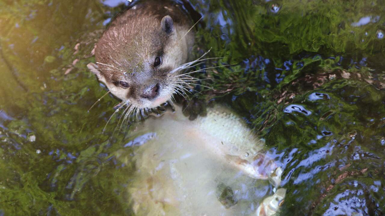 Beeld uit video: Dieren in DierenPark Amersfoort krijgen 'ijsjes' tegen de hitte